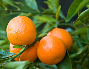 citrus fruit intake reduces the risk of heart attack